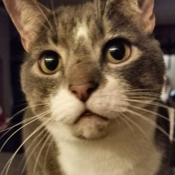 Meet your Posher, Amber - Picture 1 of 1